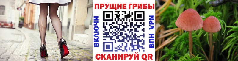 Псилоцибиновые грибы ЛСД  кракен маркетплейс  Камень-на-Оби 